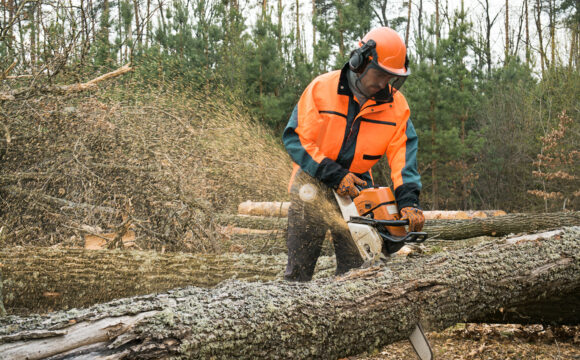 Exploitations forestières et scieries